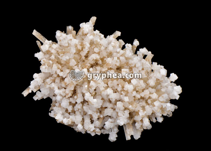 Sel gemme sur gypse (Lac Assal) - gryphea.org